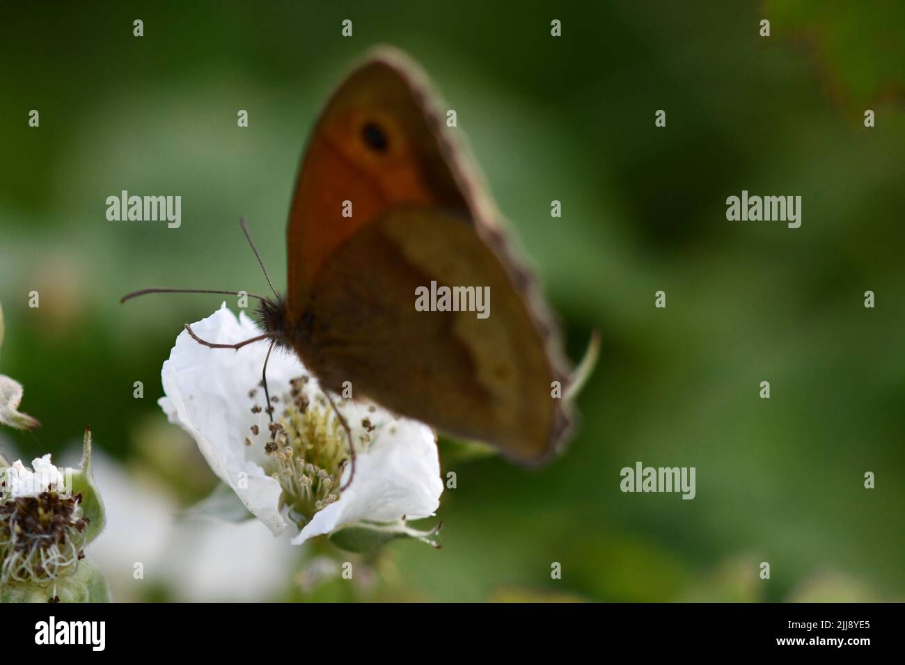 Butterfly, la fotografia macro Foto Stock