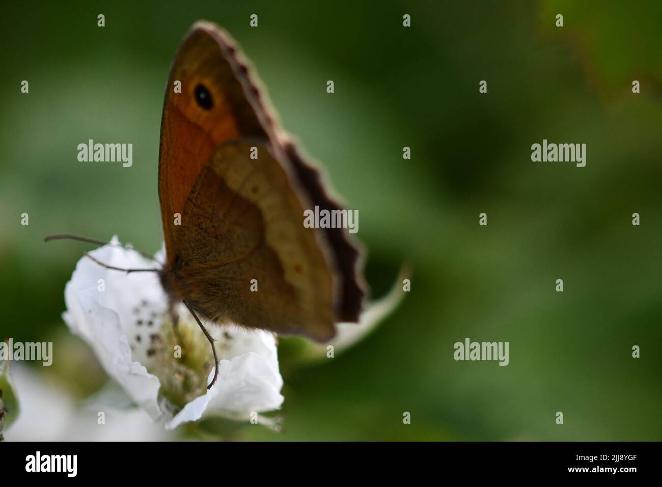 Butterfly, la fotografia macro Foto Stock