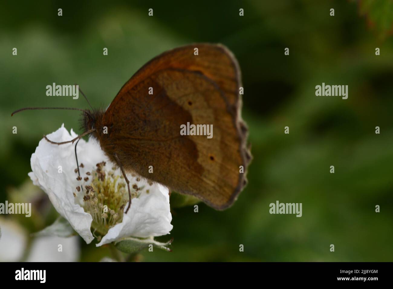 Butterfly, la fotografia macro Foto Stock