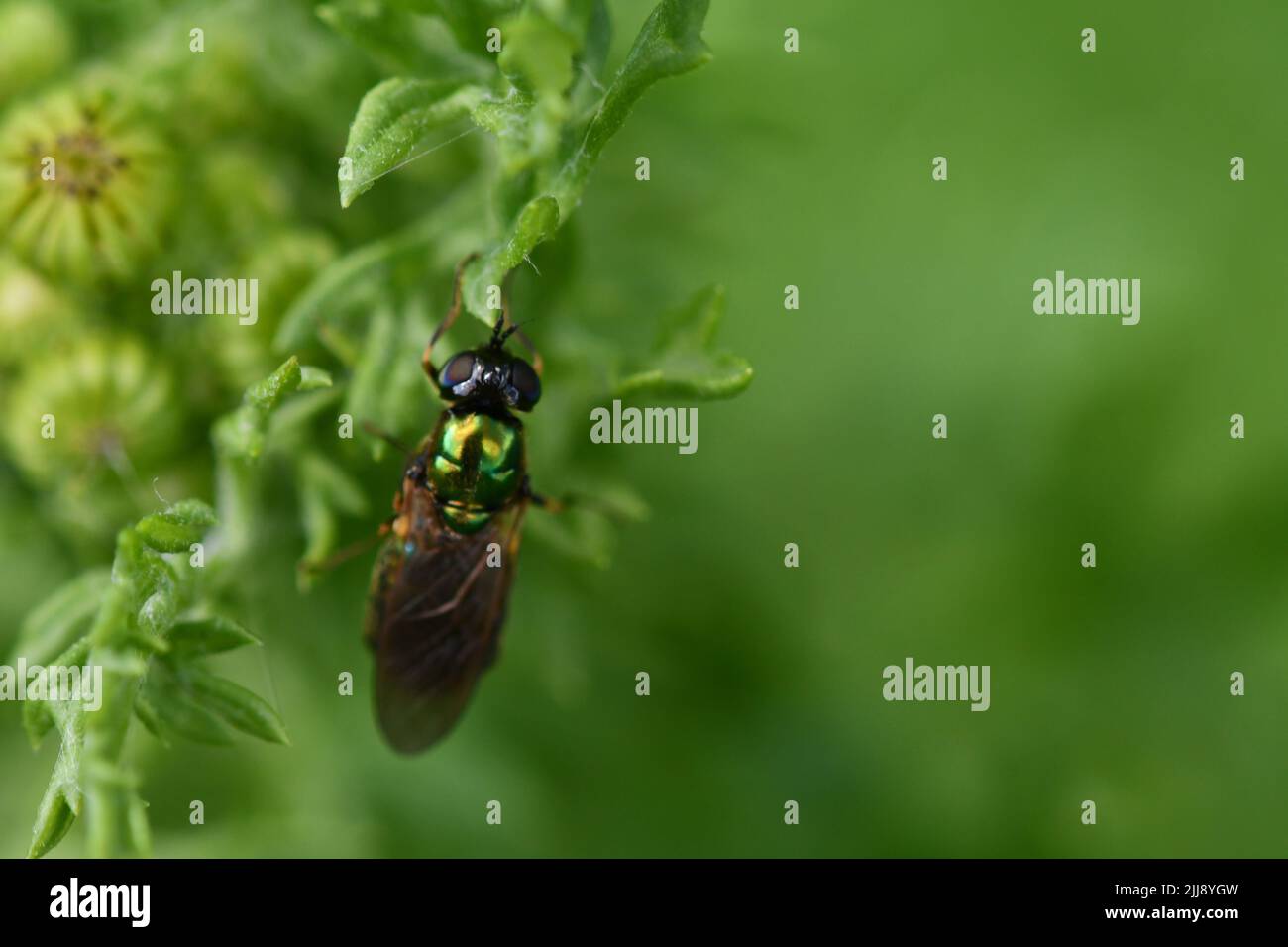 Vola su una foglia, macro fotografia Foto Stock