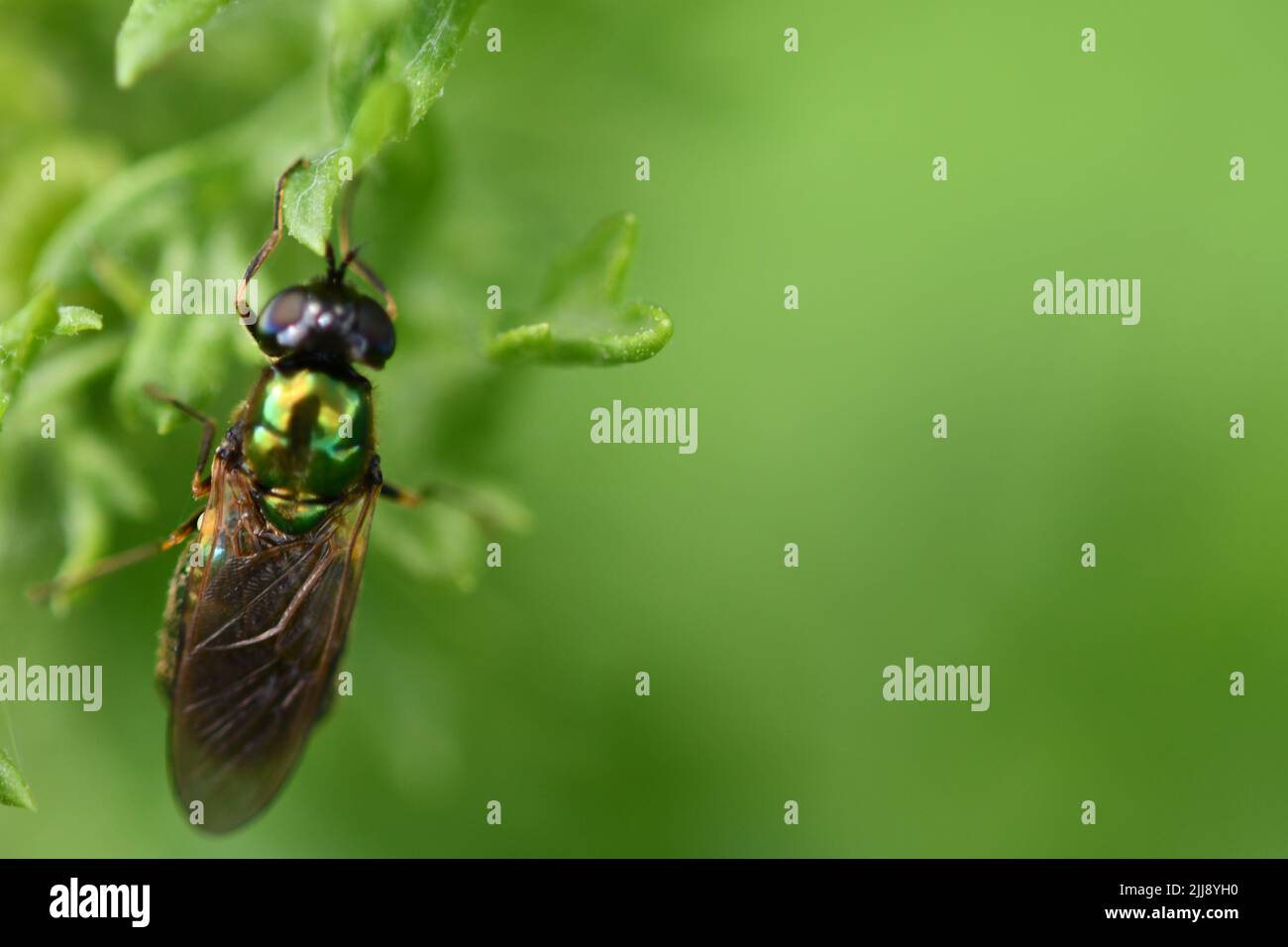 Vola su una foglia, macro fotografia Foto Stock