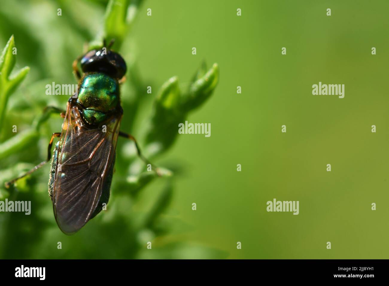 Vola su una foglia, macro fotografia Foto Stock