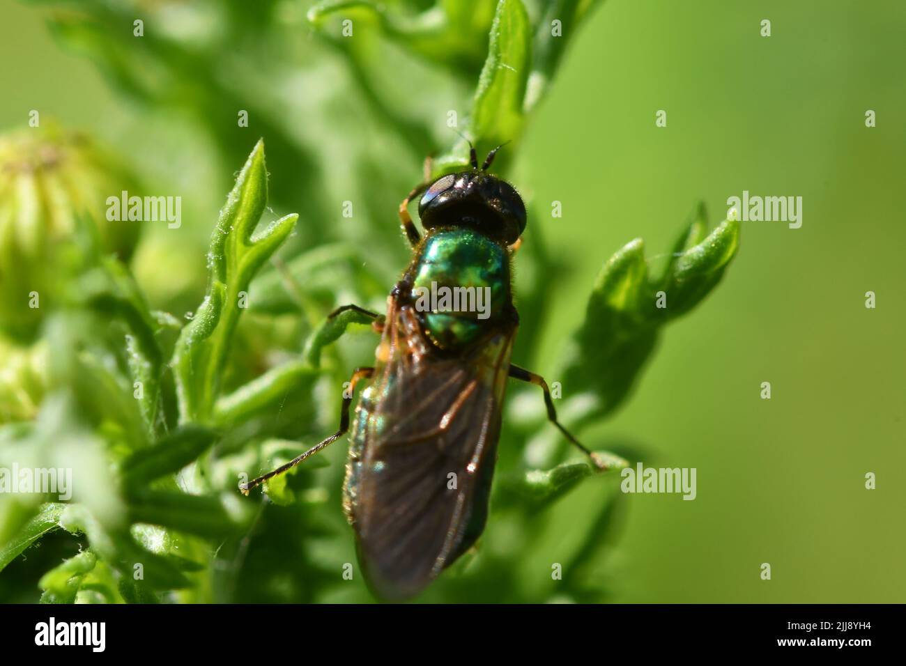 Vola su una foglia, macro fotografia Foto Stock