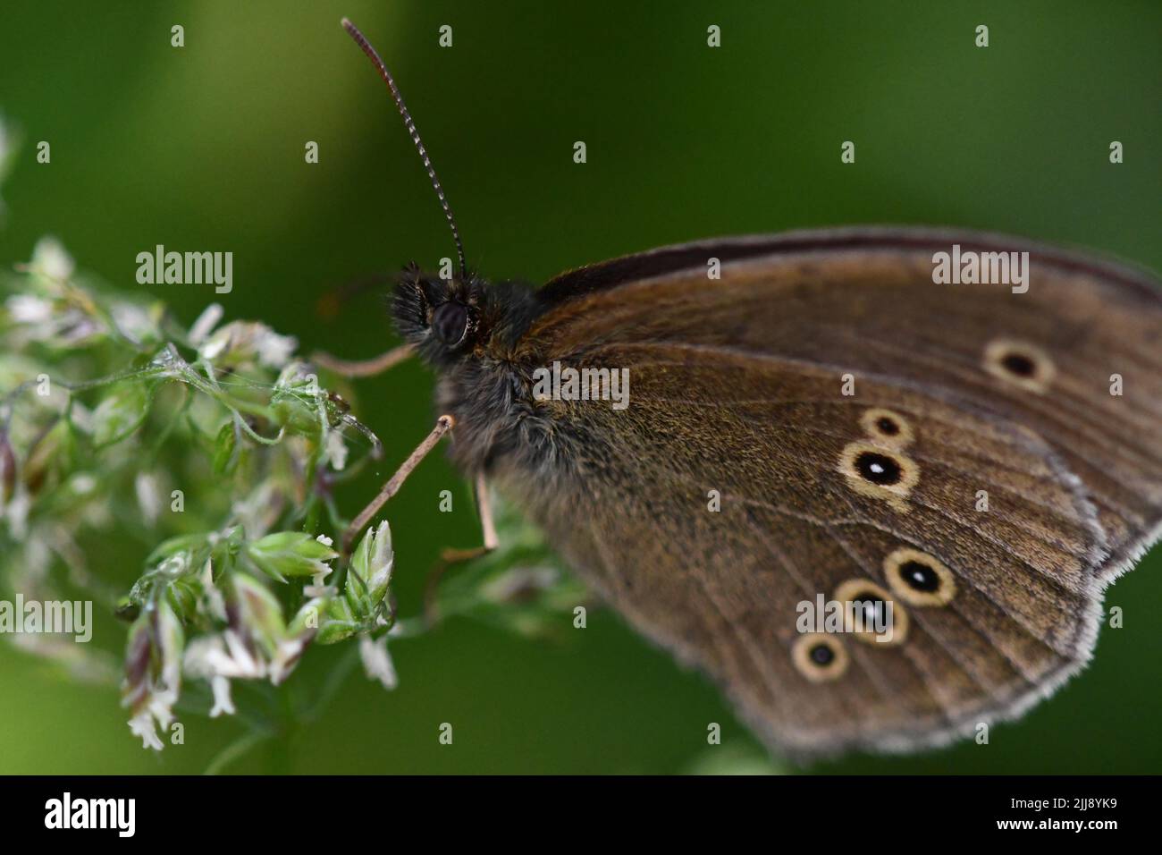 Butterfly, la fotografia macro Foto Stock