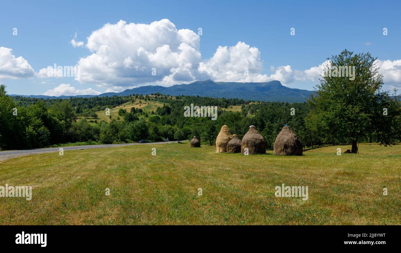 Raccolta del fieno nel paesaggio maramures della Romania Foto Stock