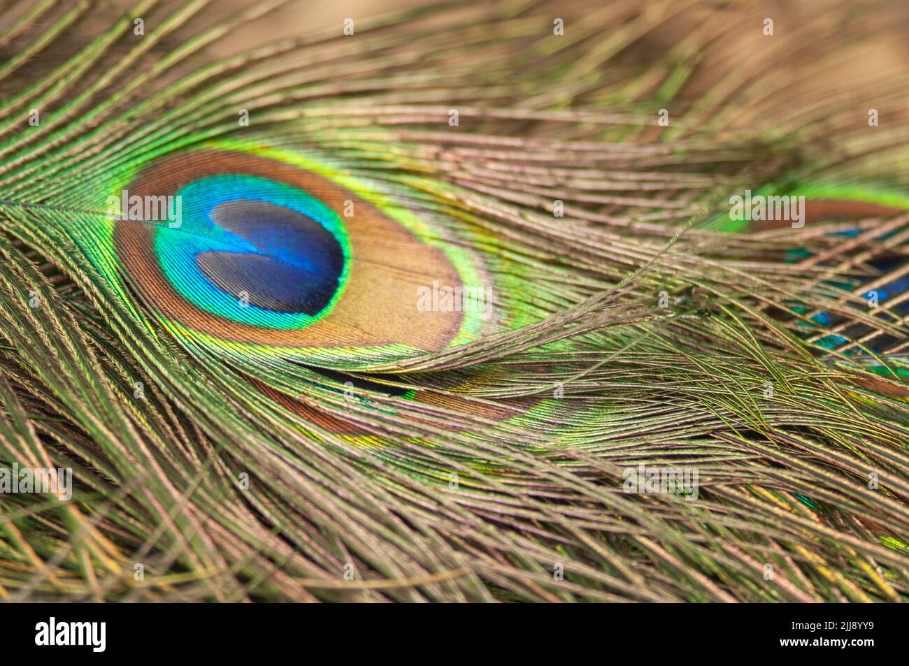 Peacock feather close up Foto Stock