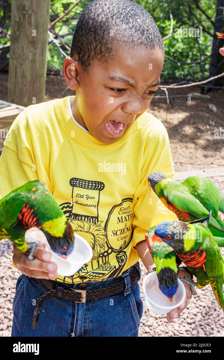 Birmingham Alabama, Zoo lorikeet nutrimento, ragazzo nero ragazzi maschio bambino bambini, reazione reagendo fobia ornitofobia terrore spaventata paura, visitatore Foto Stock