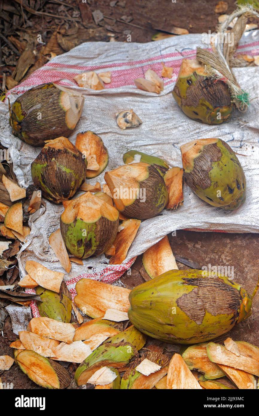 Grande mazzo di conchiglie di cocco al pavimento della giungla tagliato per bere Foto Stock