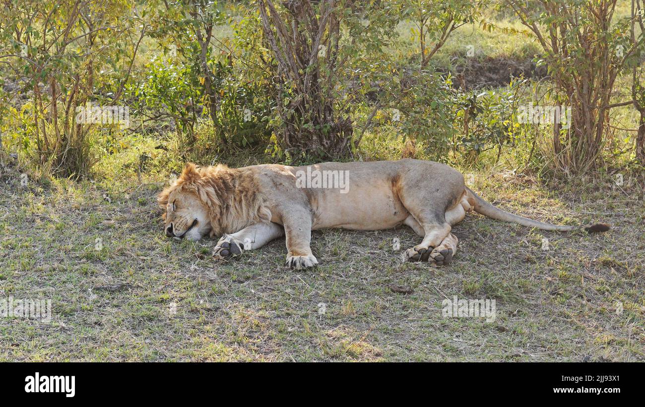 Un leone dormire in ombra Kenya safari natura selvaggia Foto Stock