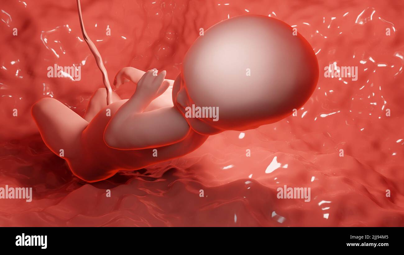 3D resa accurata dal punto di vista medico illustrazione di un feto umano all'interno dell'utero, Baby Foto Stock