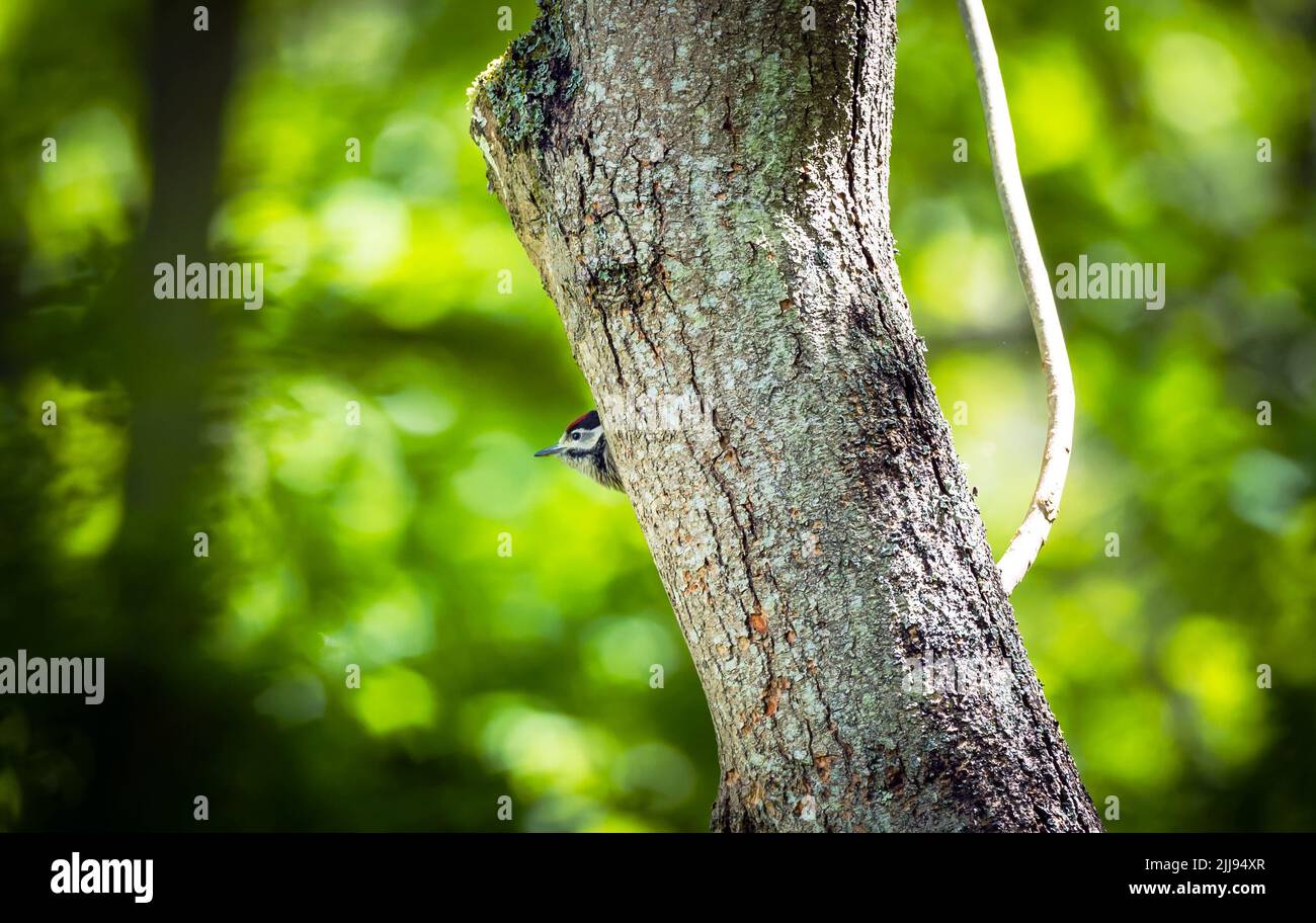 Grande picchio macinato che allatta il bambino nel nido, Regno Unito Foto Stock