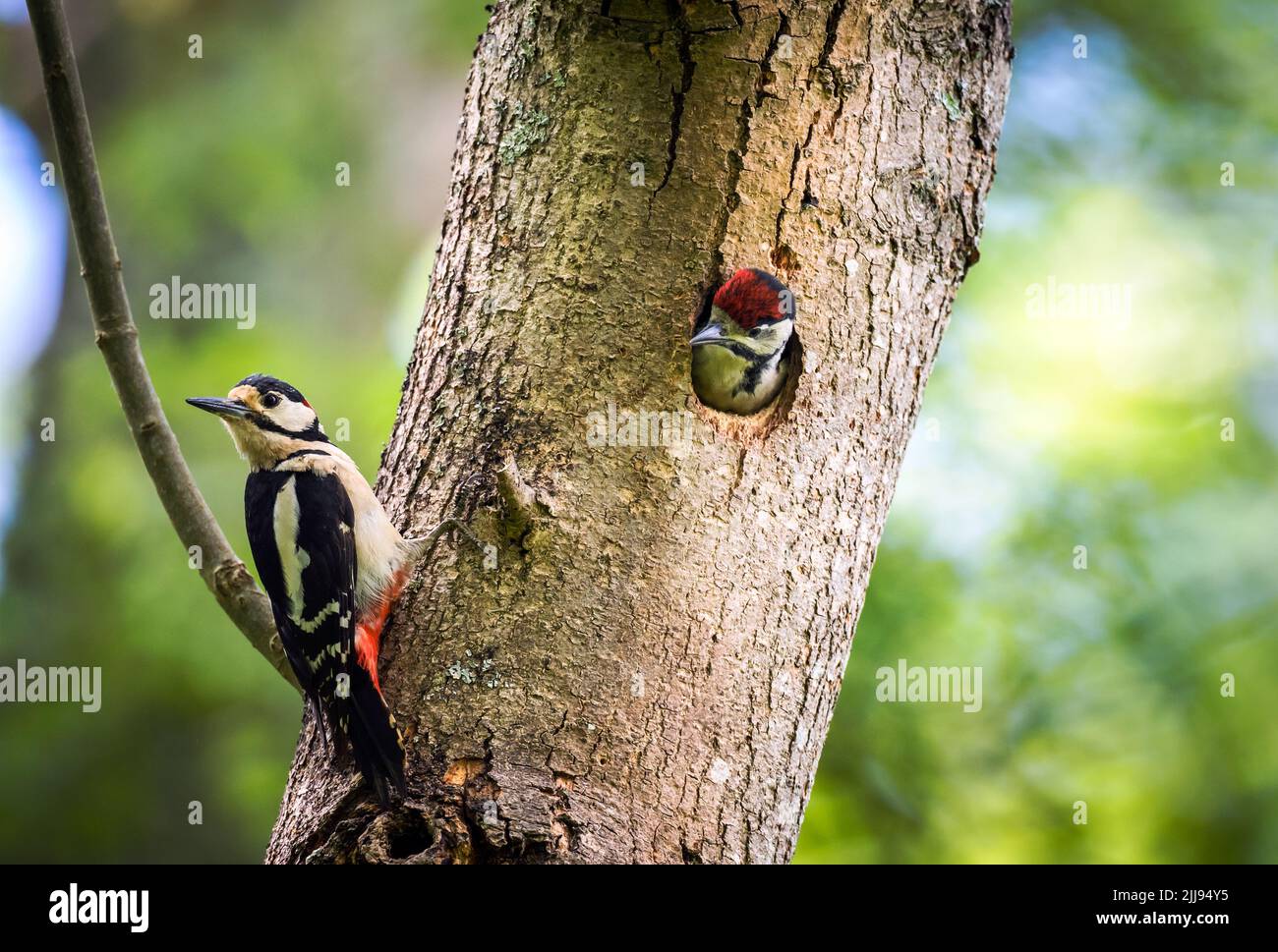 Grande picchio macinato che allatta il bambino nel nido, Regno Unito Foto Stock