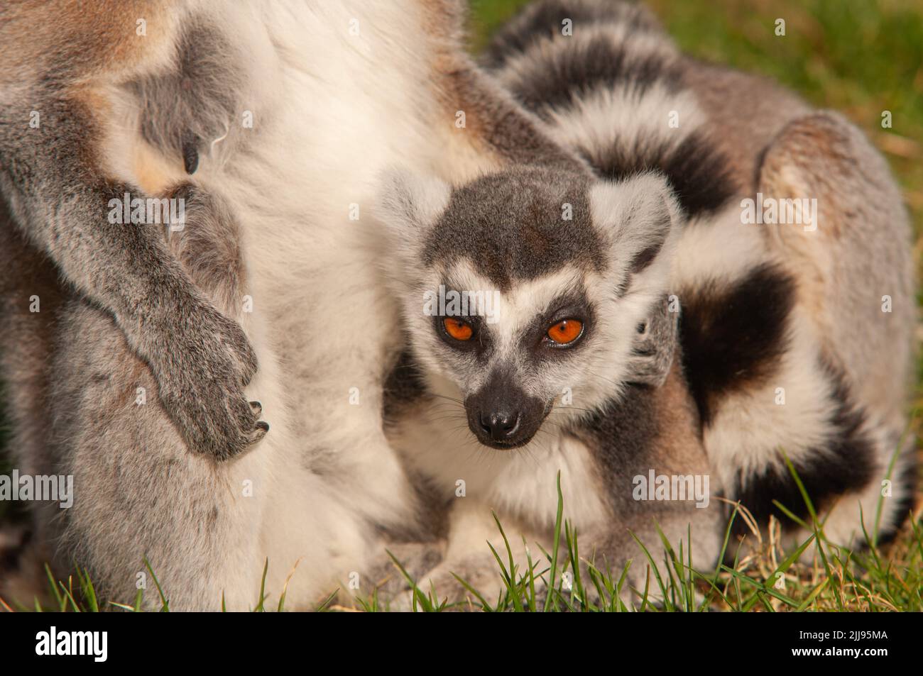 Genitore e giovane lemure con coda ad anello in cattività, Galles, Regno Unito Foto Stock