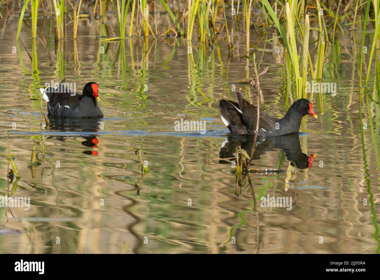 Un paio di brughiere comuni che nuotano tra le canne, riflesse in acqua di stagno. Foto Stock