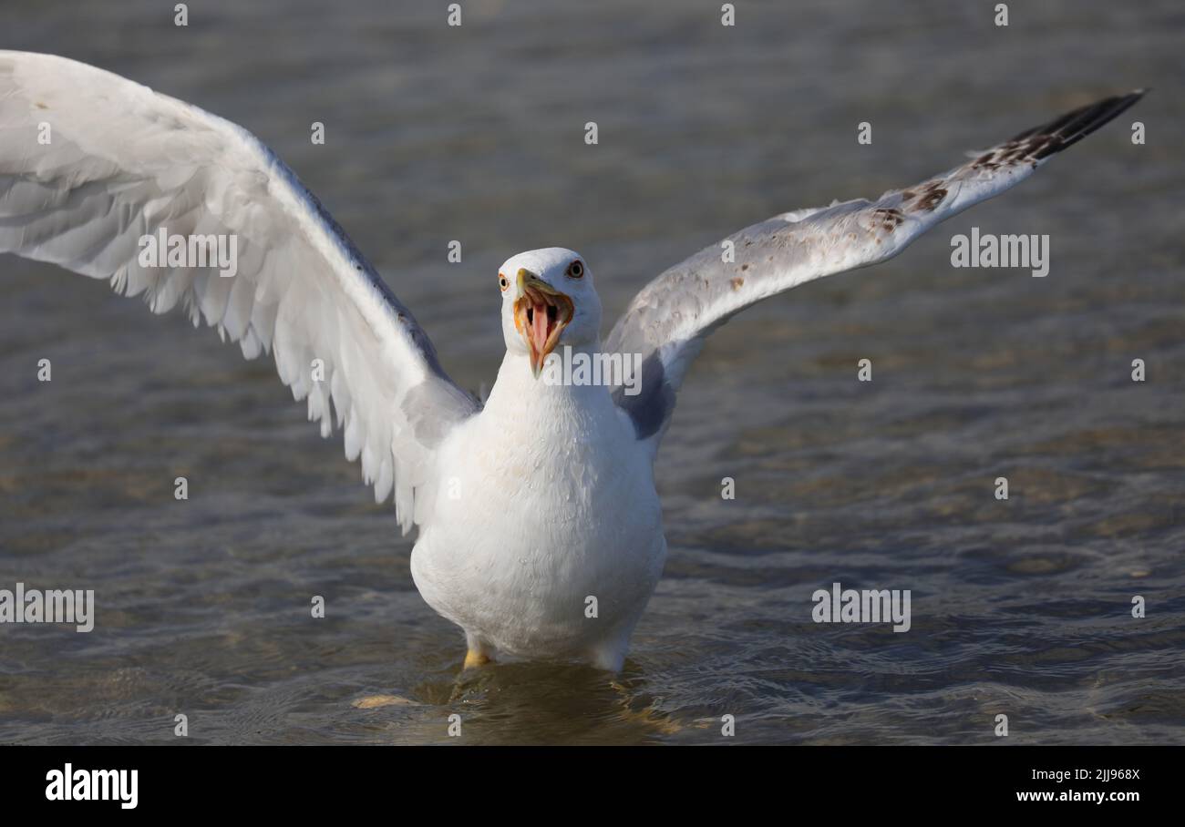 aquilone colorato di forma triangolare che vola alto in bianco Foto Stock