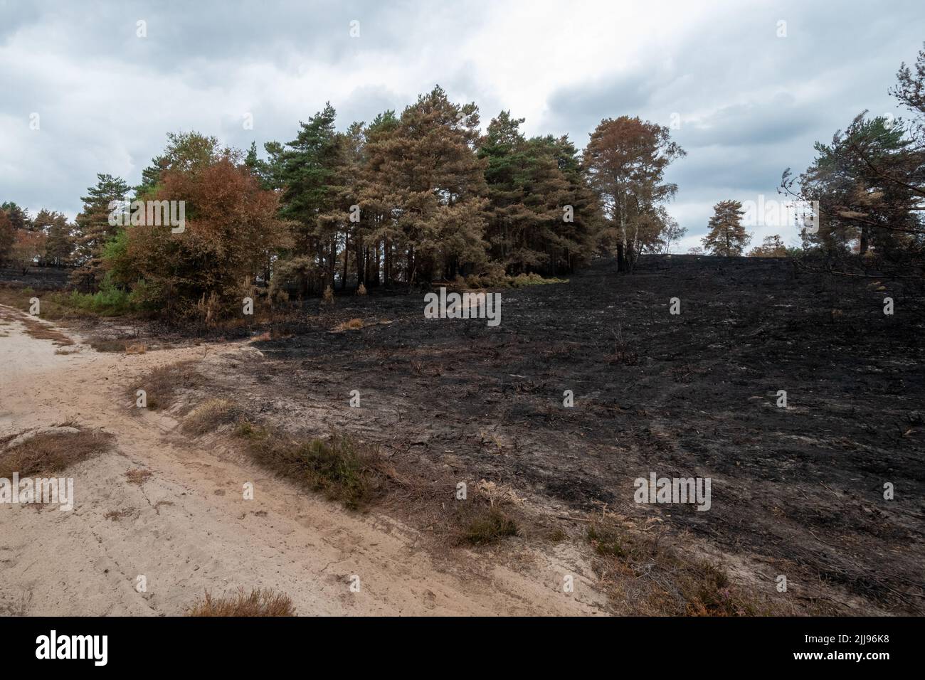 21st luglio 2022, Hankey Common, Surrey, Inghilterra, REGNO UNITO. Una serie di incendi boschivi su Hankley Common nel luglio 2022 hanno causato danni significativi al prezioso habitat di brughiera delle pianerelle. Gli incendi boschivi sono associati alla mancanza di pioggia e di ondate di calore probabilmente a causa del cambiamento climatico. Hankley Common è un importante sito di fauna selvatica e SSSI, ed è anche spesso utilizzato come luogo di ripresa. Foto Stock