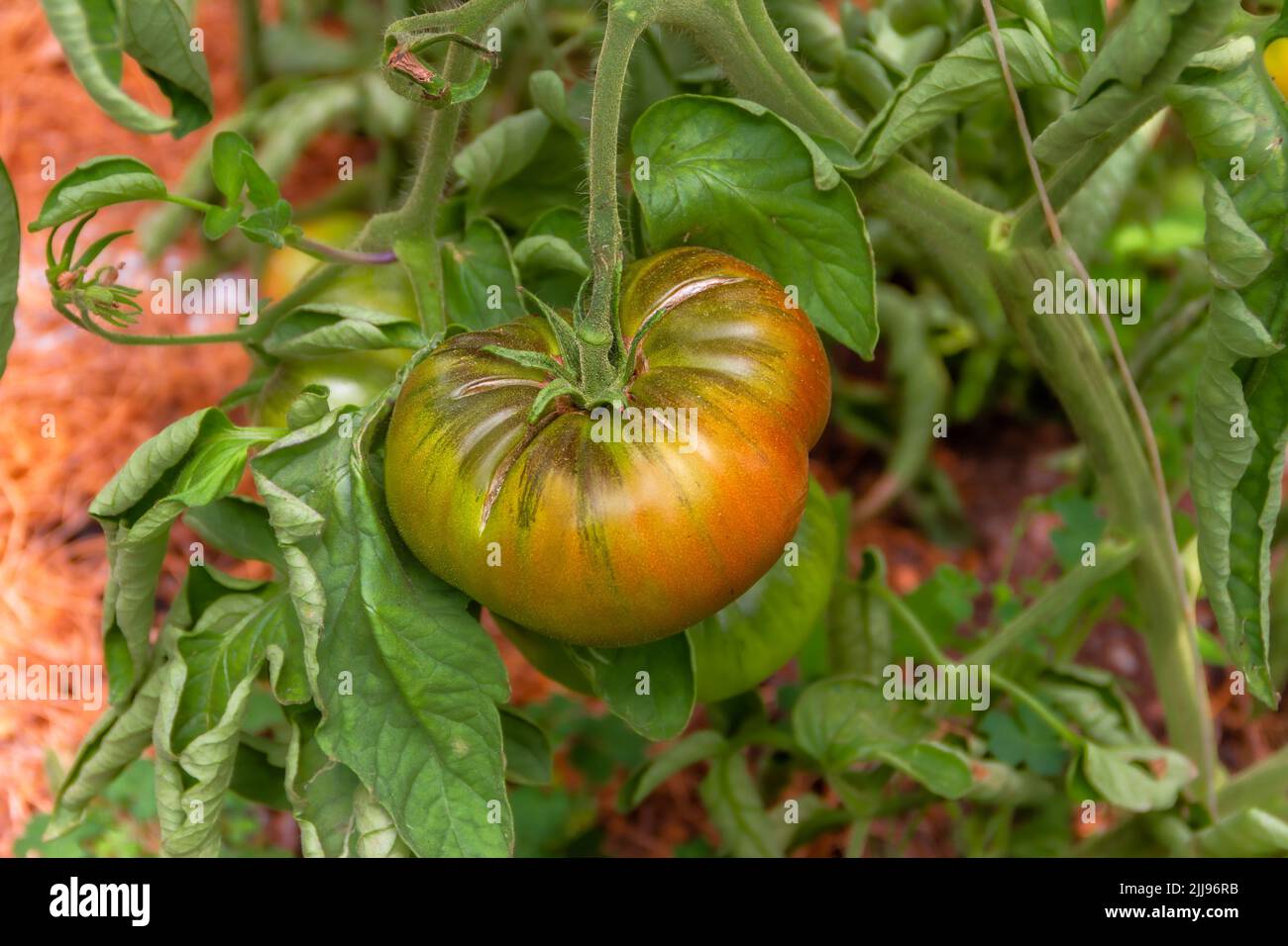 Pomodoro della varietà Muchamiel nel suo cespuglio pronto per essere raccolto Foto Stock