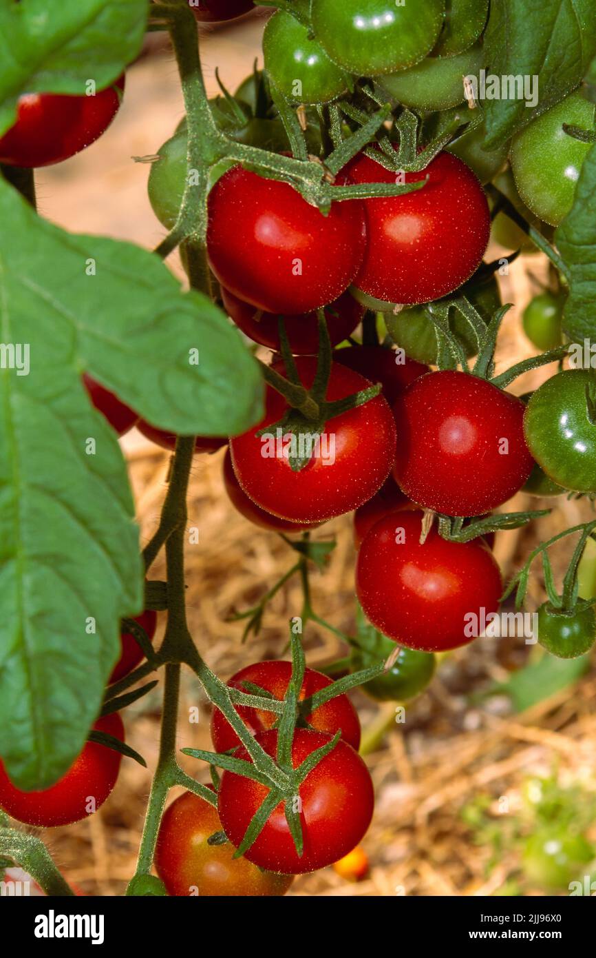 Diversi pomodori ciliegini sul loro cespuglio pronto per essere raccolto Foto Stock