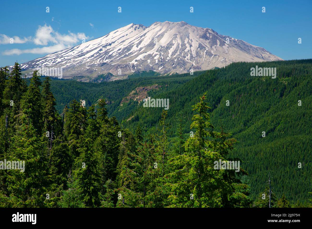 Mt St Helens da Clearwater Viewpoint, Gifford Pinchot National Forest, Washington Foto Stock