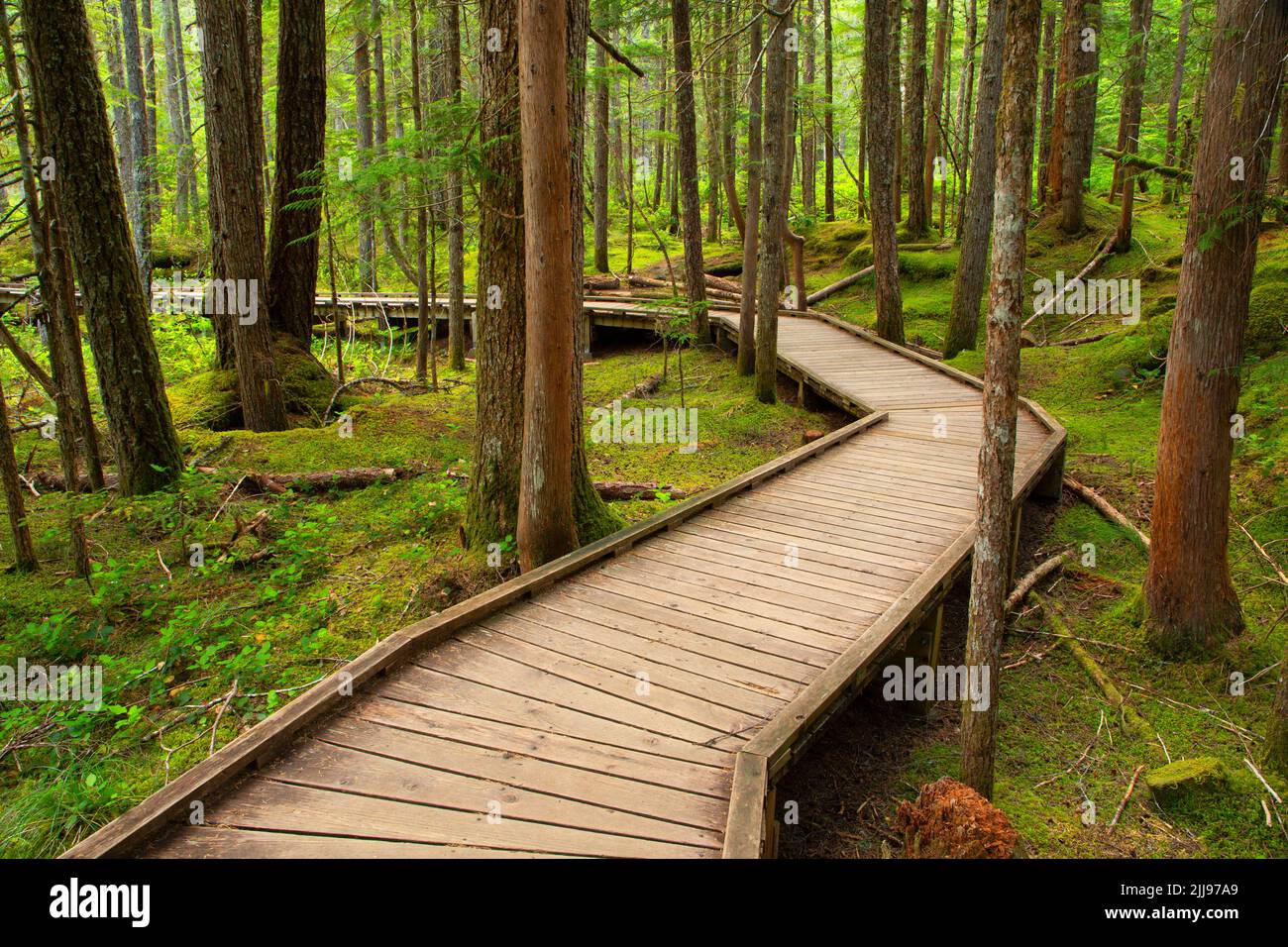 Trail of Two Forest Boardwalk, Mt St Helens National Volcanic Monument, Washington Foto Stock