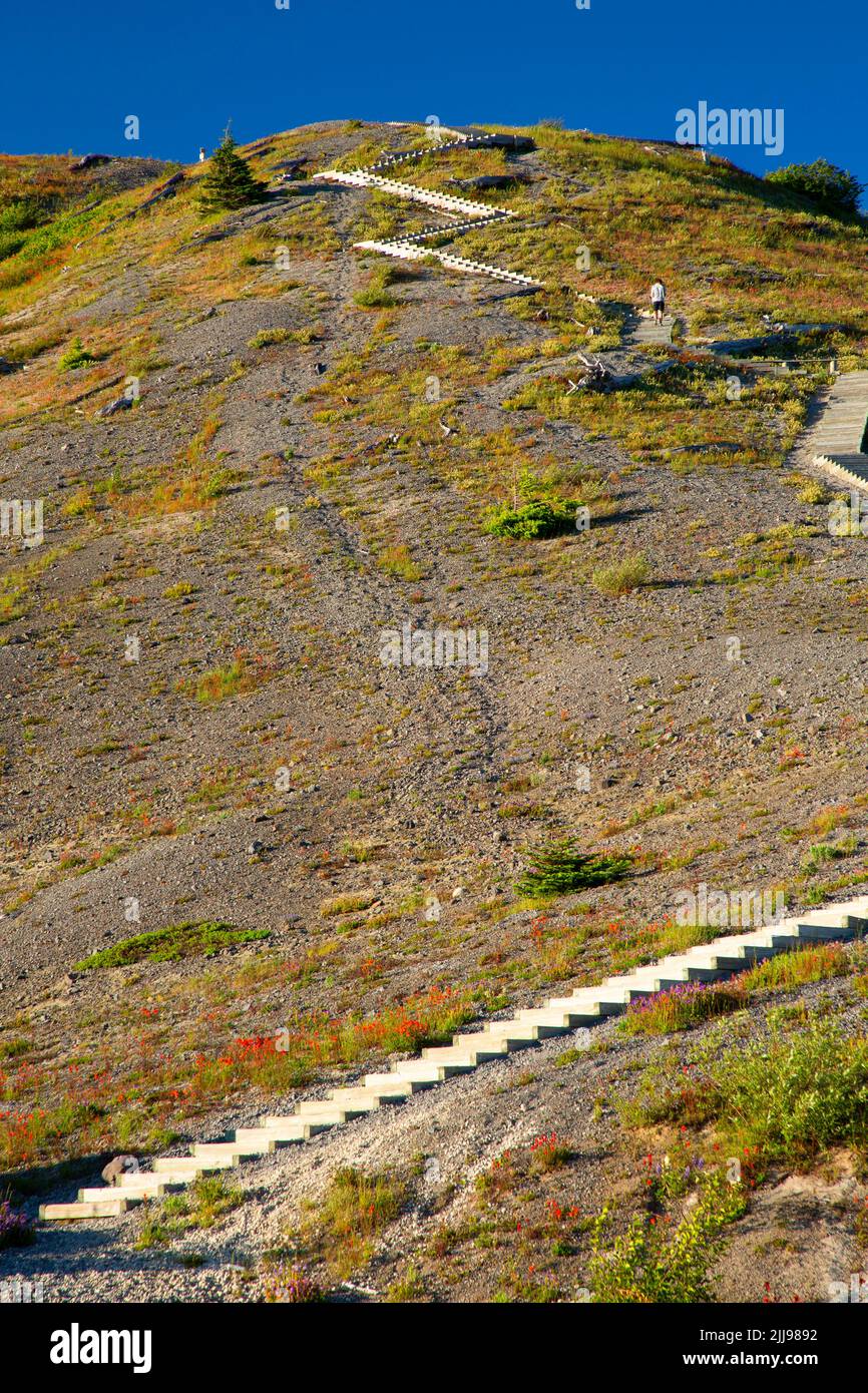 Trail at Windy Ridge, Mt St Helens National Volcanic Monument, Washington Foto Stock