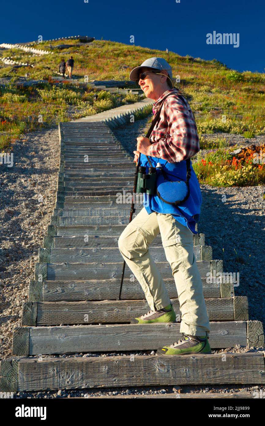 Trail at Windy Ridge, Mt St Helens National Volcanic Monument, Washington Foto Stock
