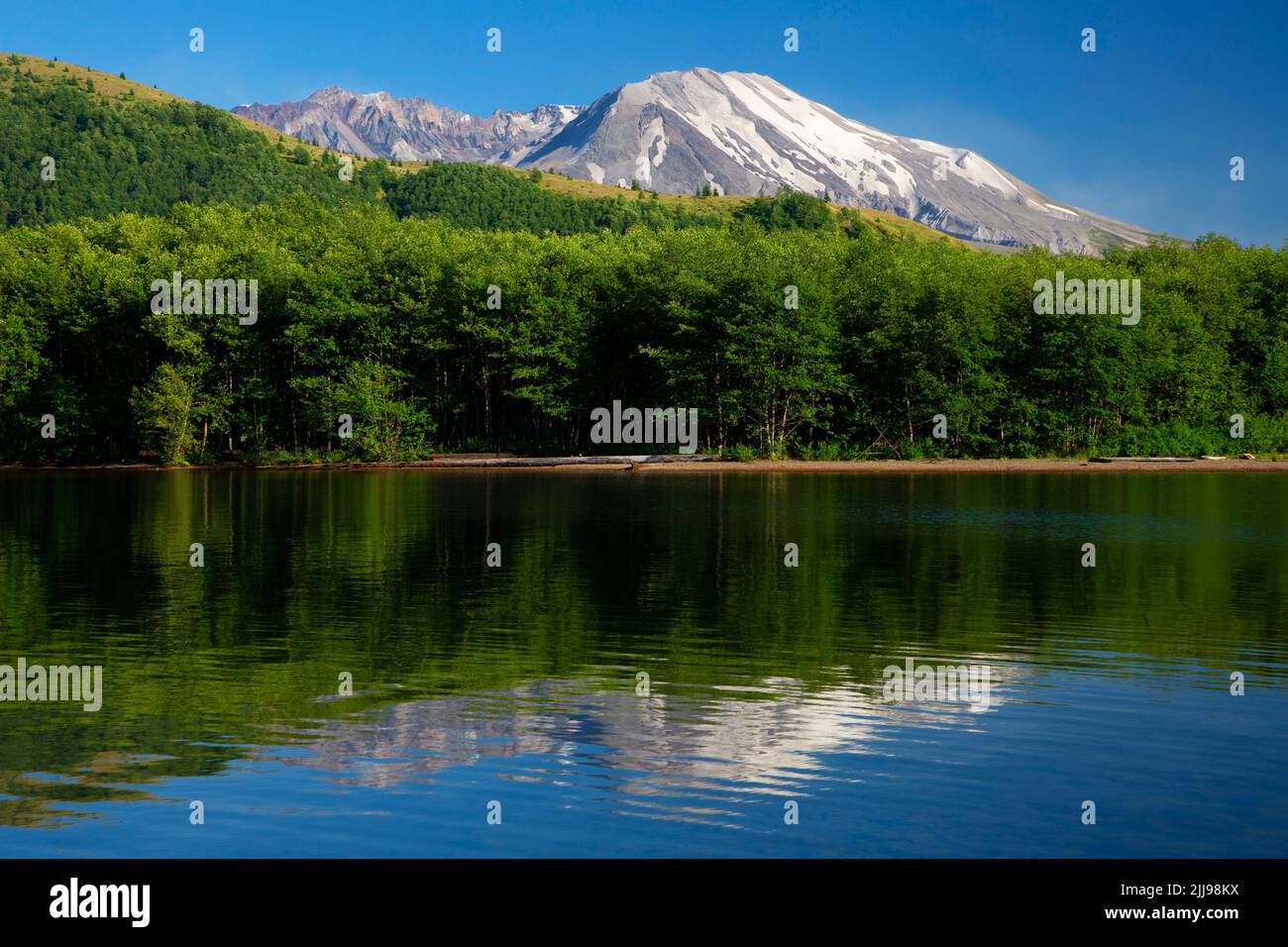Mt St Helens dal lago Coldwater, Mt St Helens National Volcanic Monument, Washington Foto Stock