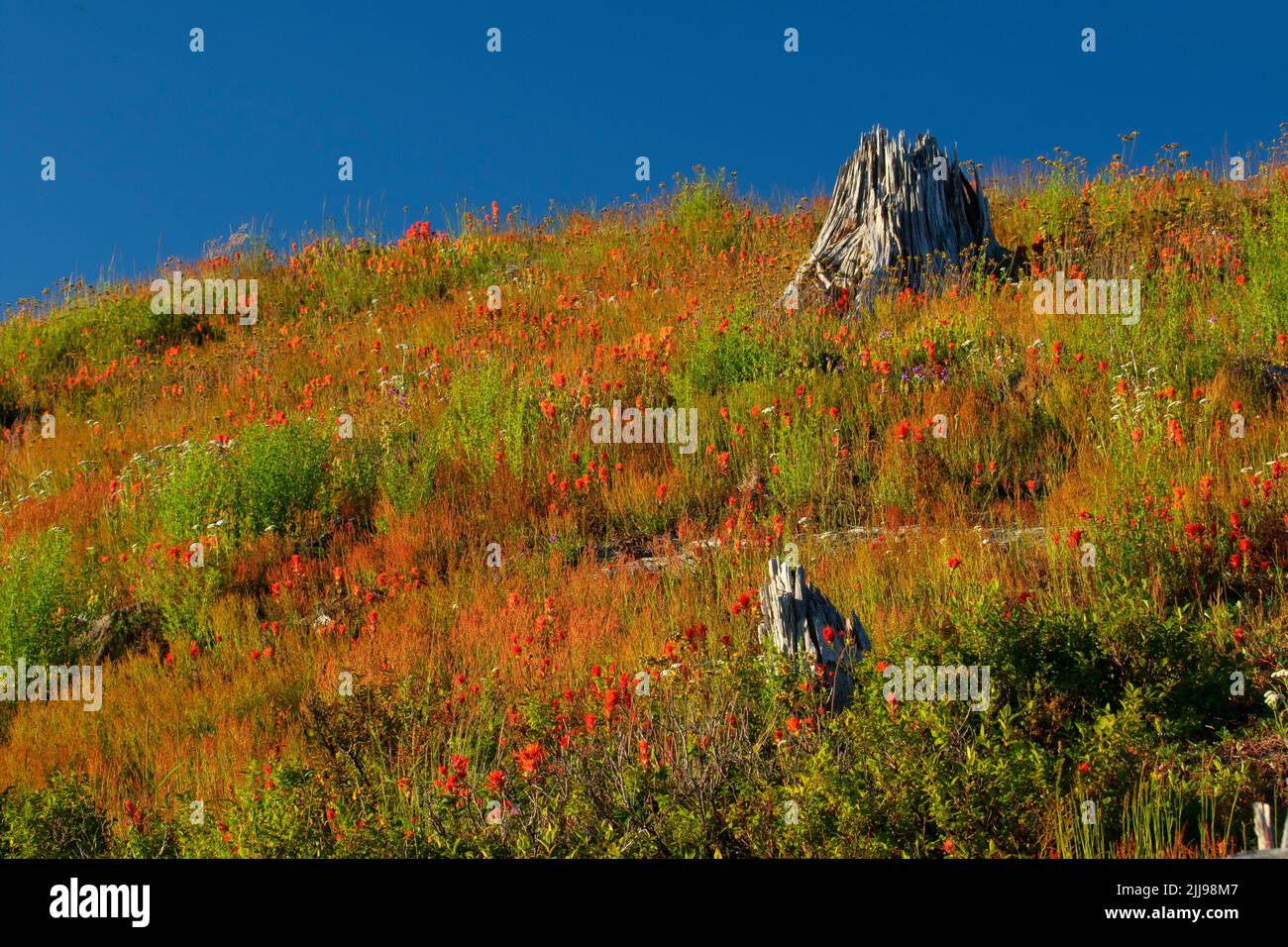Pennello indiano a Johnston Ridge, Mt St Helens National Volcanic Monument, Washington Foto Stock