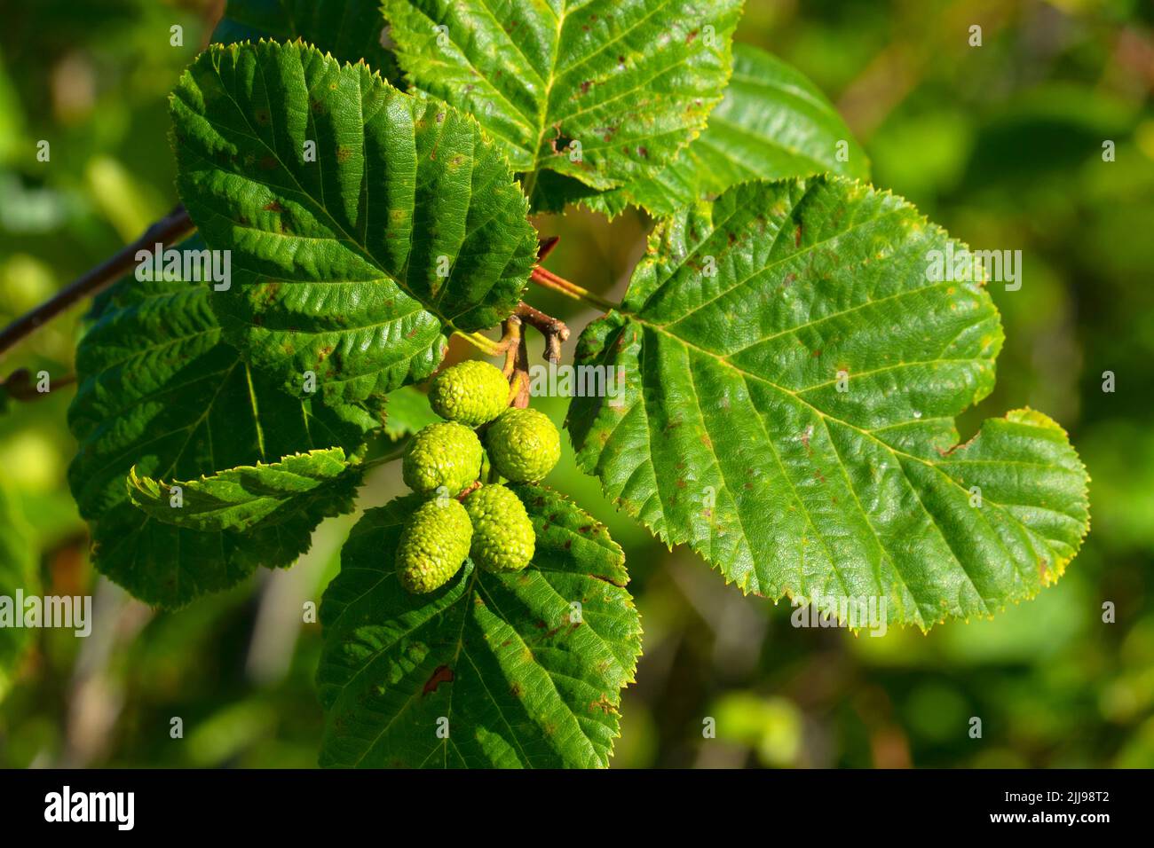 I coni Red Alder (Alnus Rubra) al Johnston Ridge, Mt St Helens National Volcanic Monument, Washington Foto Stock