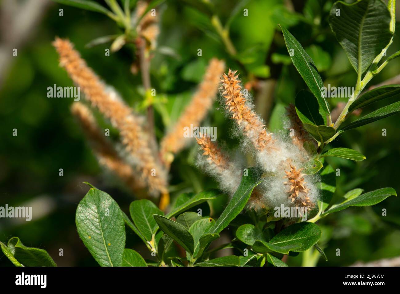 Willow in Seed a Johnston Ridge, Mt St Helens National Volcanic Monument, Washington Foto Stock