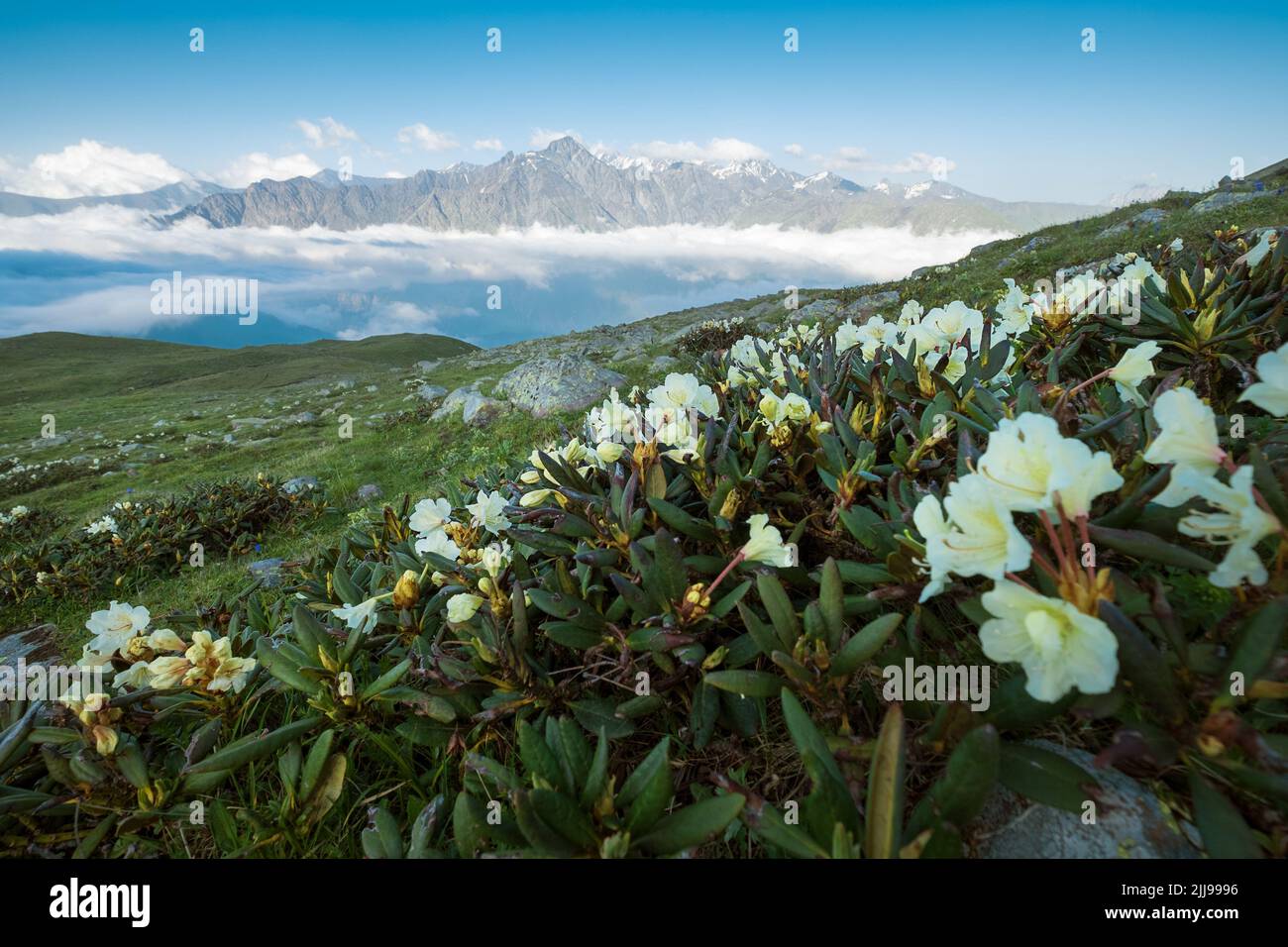 Montagne del Caucaso maggiore ricoperte di rododendri bianchi fioriti con la cima del Monte Shani 4451m. Il sentiero turistico che scende fino a Stepansminda Valle Foto Stock