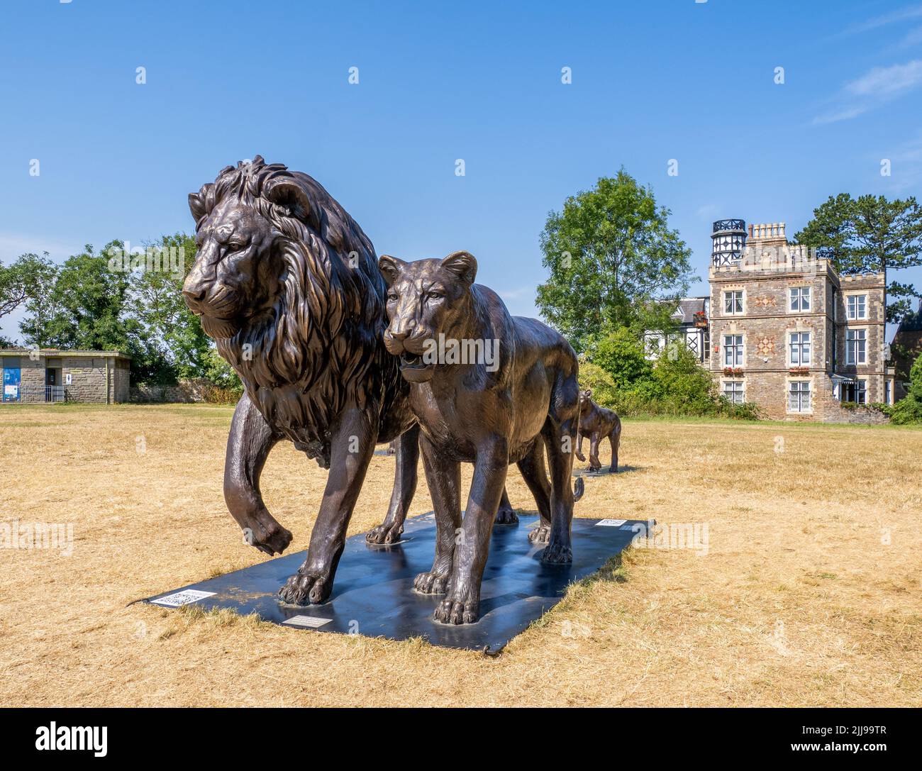 Orgoglio dei leoni di bronzo su Clifton Down a Bristol UK - la mostra all'aperto Born Free Forever che mette in luce la situazione dei leoni in natura Foto Stock