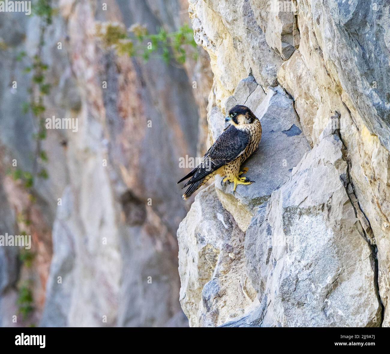 Giovane Peregrine Falcon Falco peregrinus sulle scogliere sopra la Gola di Avon a Bristol Regno Unito Foto Stock