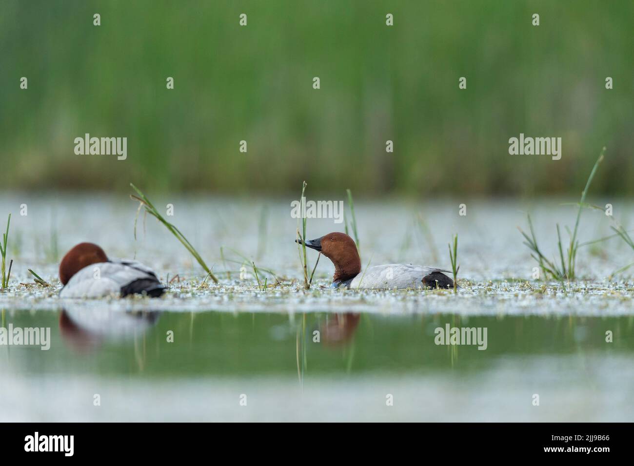 Comune pochard Aythya ferina, maschi adulti, in palude d'acqua dolce, Tiszaalpár, Ungheria, Maggio Foto Stock
