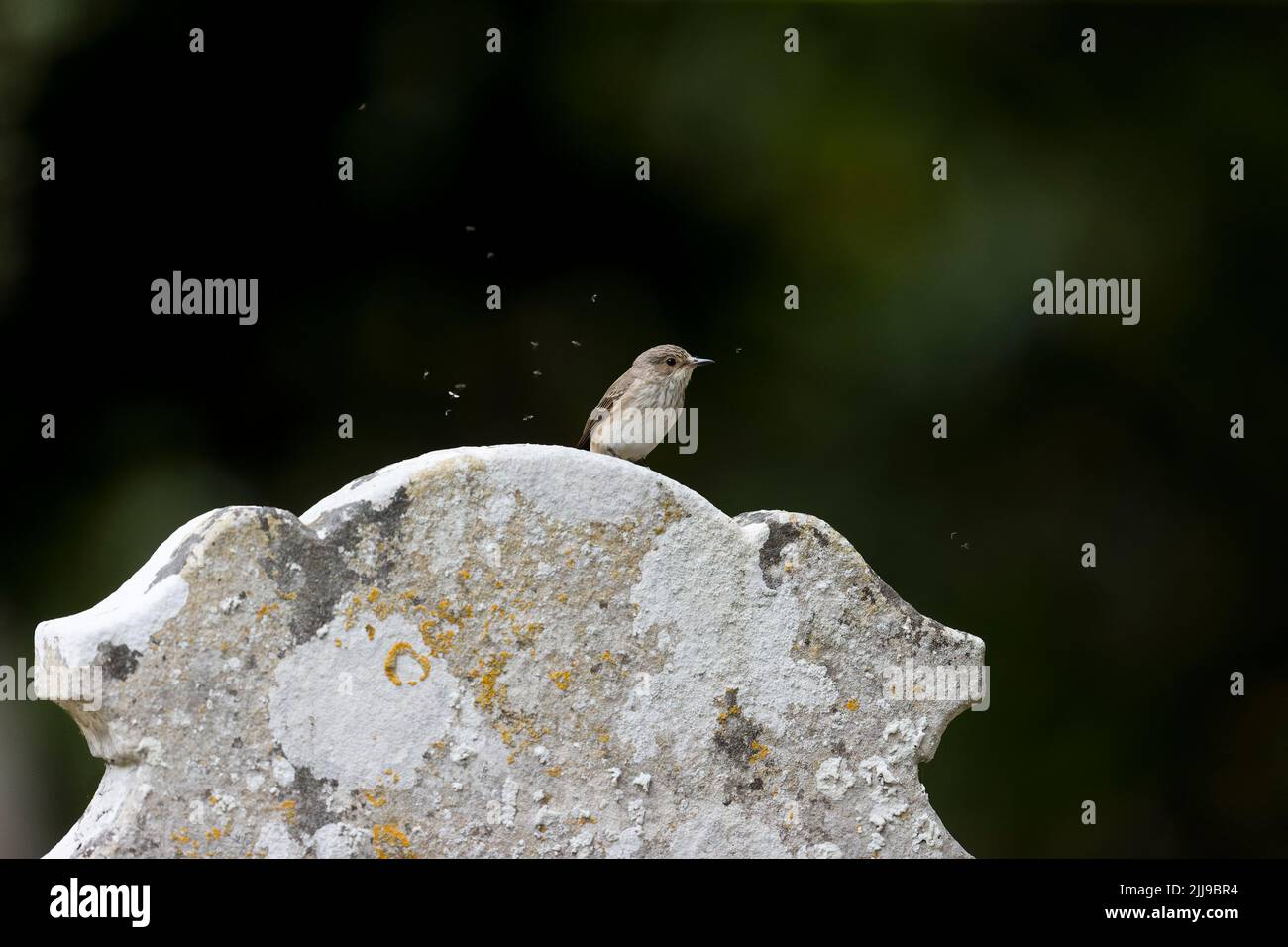 Fly catcher macchiato Muscicapa striata, adulto arroccato su lapidi con insetti volanti intorno ad esso, Suffolk, Inghilterra, luglio Foto Stock