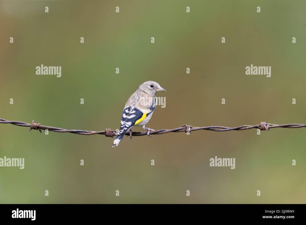 Carduelis carduelis, giovane arroccato su filo spinato, Suffolk, Inghilterra, luglio Foto Stock