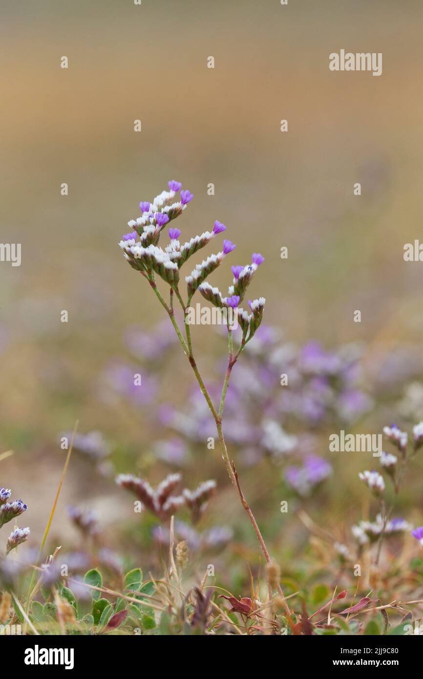 Lavanda di mare comune Limonium vulgare, pianta coltivata su palude di sale, Norfolk, Engalnd, luglio Foto Stock