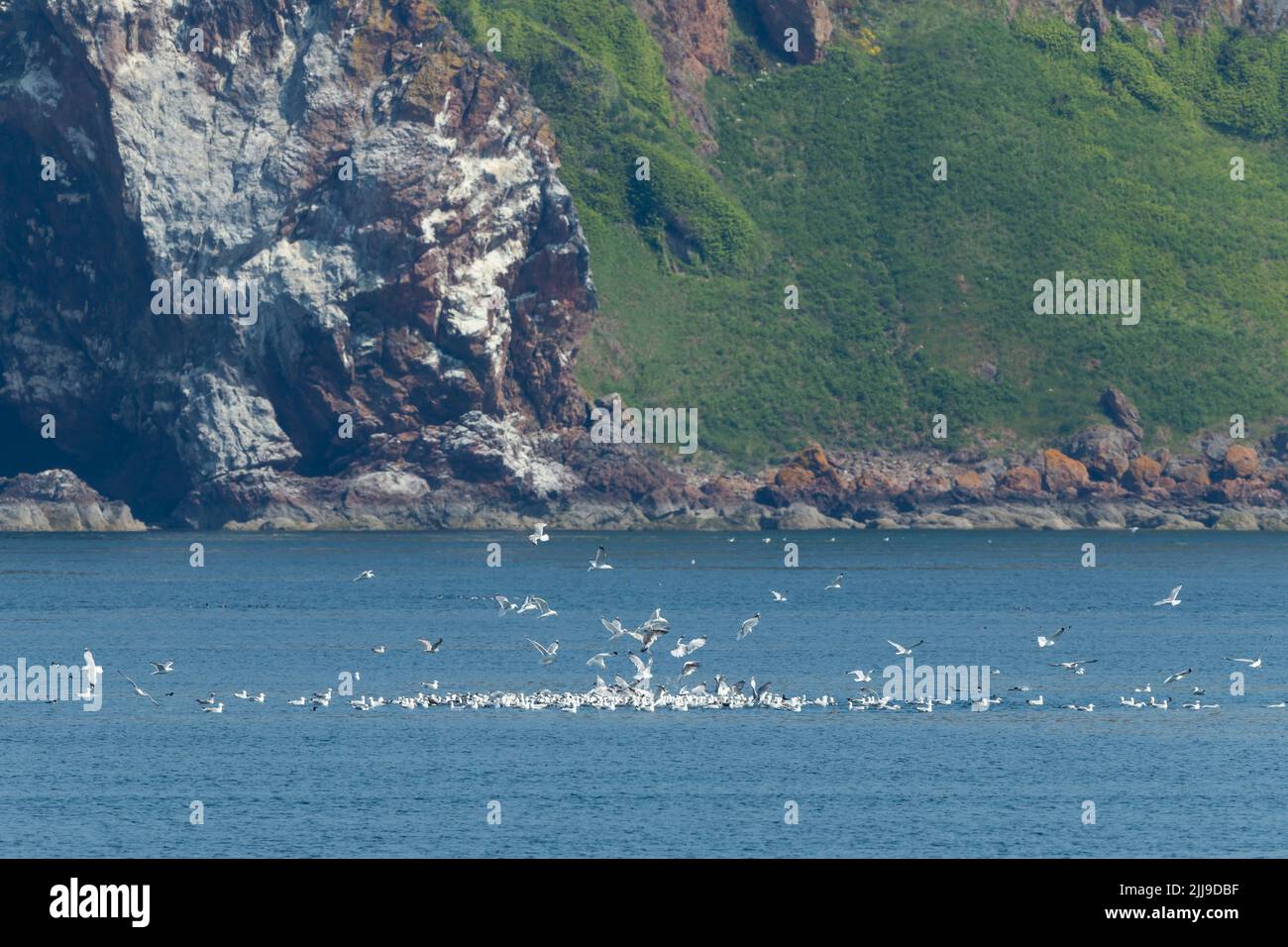 Vista paesaggio di gabbiani e guillemots foraging, Cromarty First, Scozia, Regno Unito, giugno Foto Stock