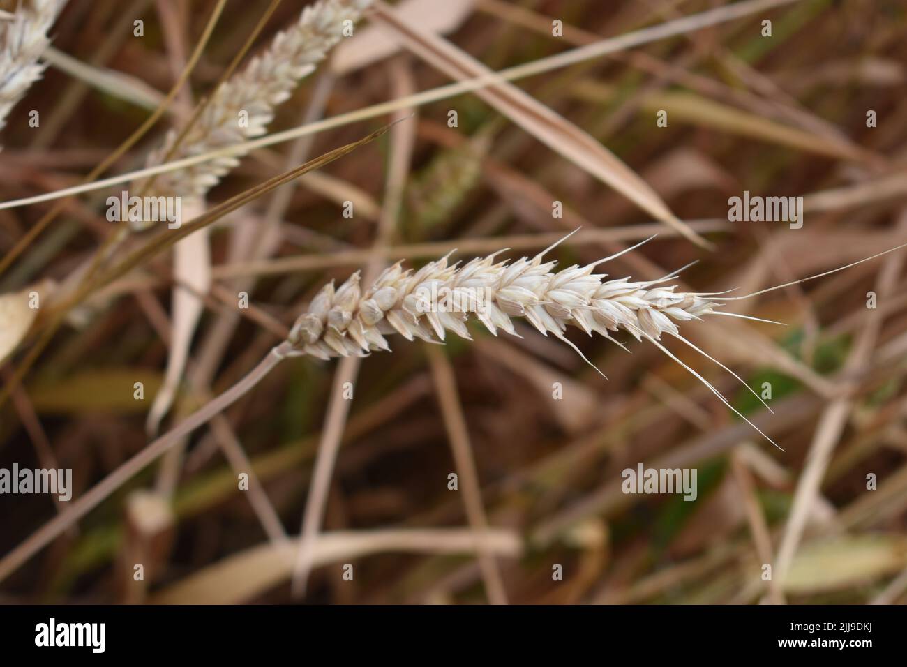 Orecchio di grano (Triticum aestivum) in un campo in Cosgrove. Foto Stock