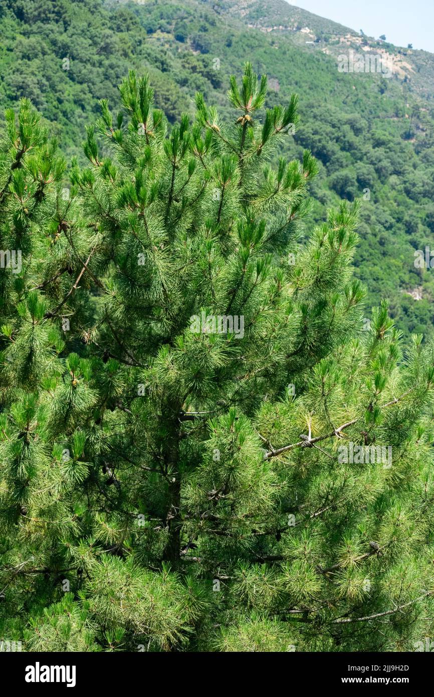 Pino bianco (Pinus pinaster) a Skikda, Algeria Foto Stock