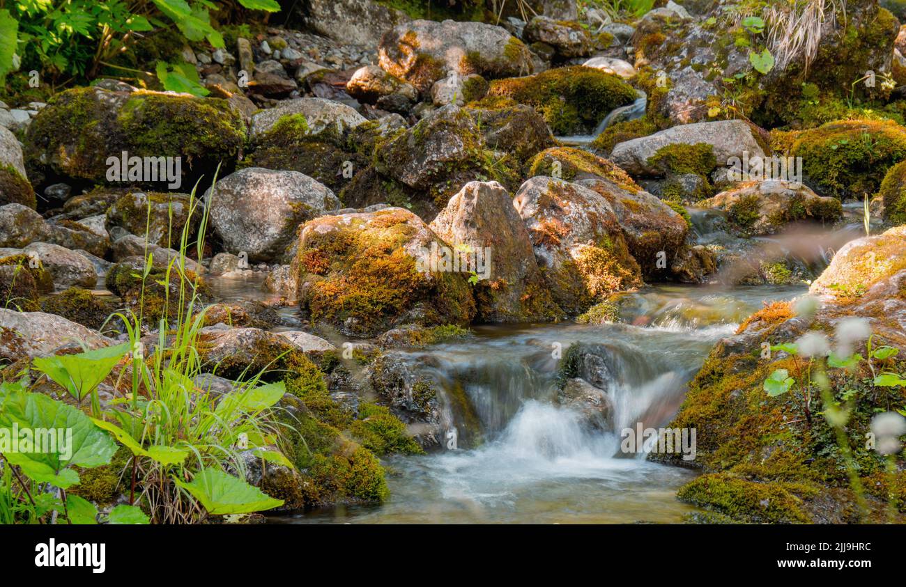 Un ruscello di montagna al sole. Una cascata in miniatura. Pietre coperte di muschio. Verde di piante di montagna Foto Stock