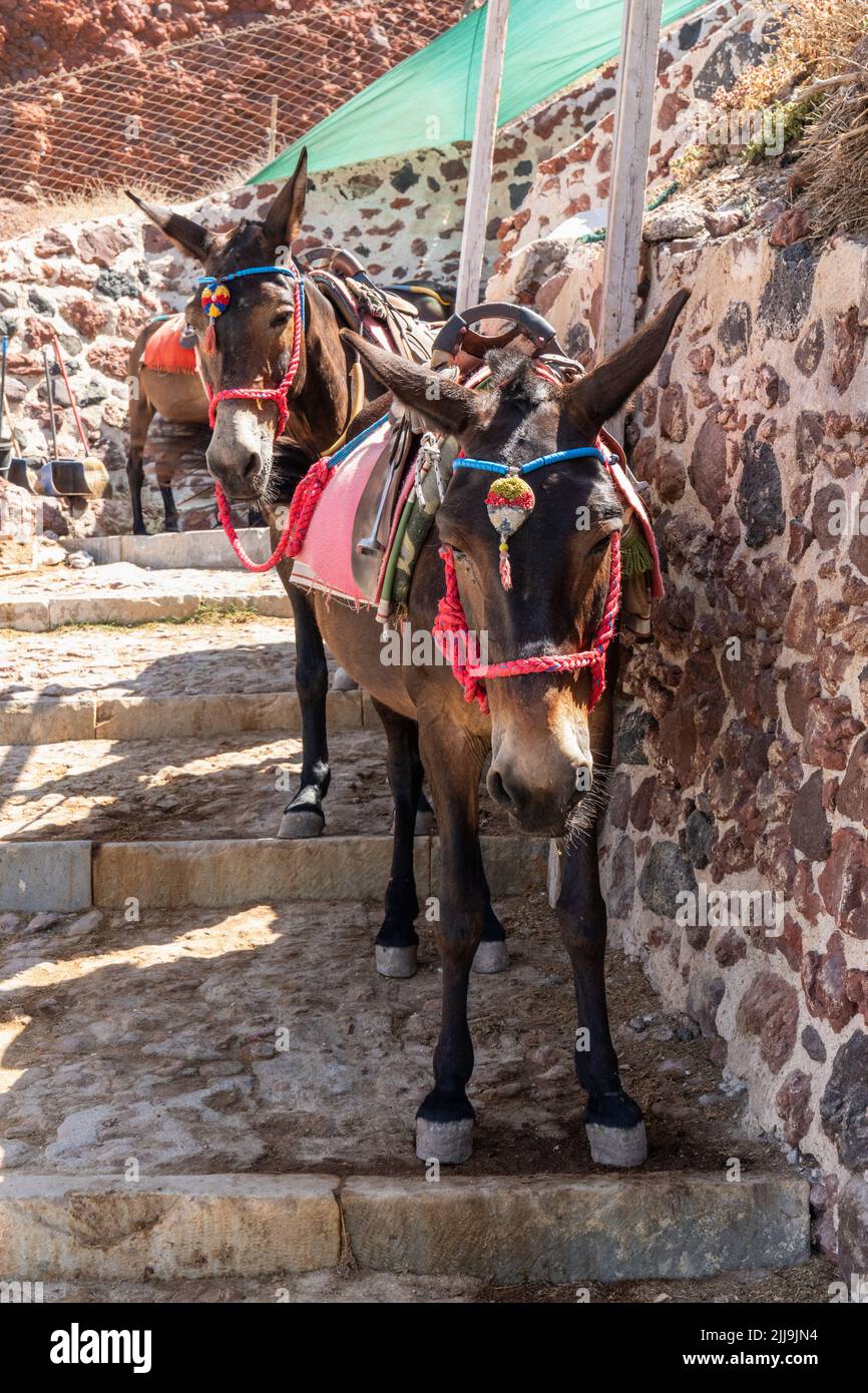 Asini e muli trasportano il turista su e giù i molti passi a Ammoudi Bay e Oia Village, Oia, Santorini, Grecia Foto Stock
