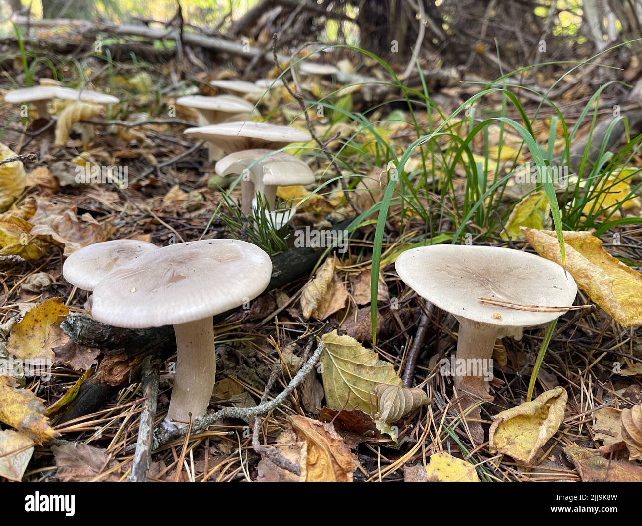 I funghi in una foresta Foto Stock