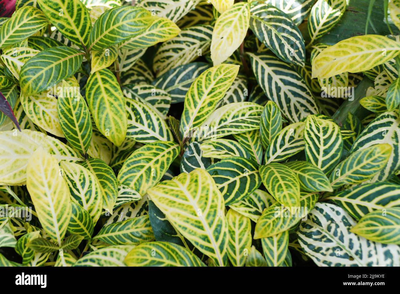 Belle foglie verdi di Sanchezia Speciosa, una pianta tropicale Foto Stock