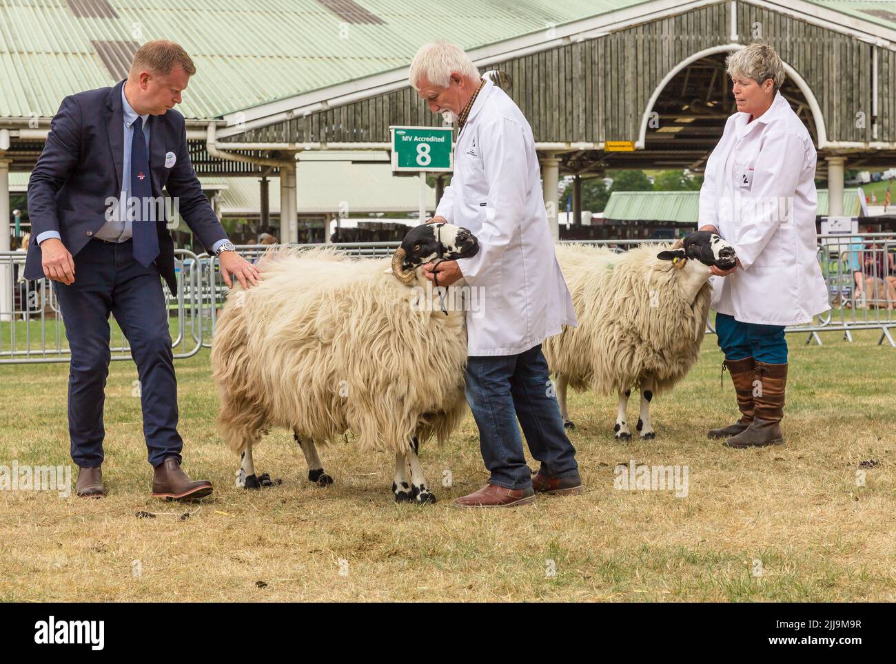 Great Yorkshire Show, Harrogate, Regno Unito. Luglio 15, 2022. Giudicare il Rough cadde la classe delle pecore con il giudice che controlla la qualità del vello. Orizzontale. COP Foto Stock