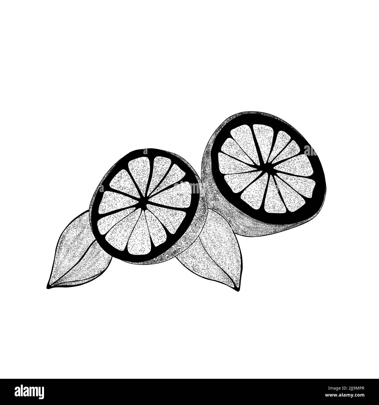 Set di limoni disegnati a mano con foglie: Spicchi di limone, mezzo limone. Illustrazione della fetta organica di agrumi su sfondo bianco. Per il tuo web design. Foto Stock