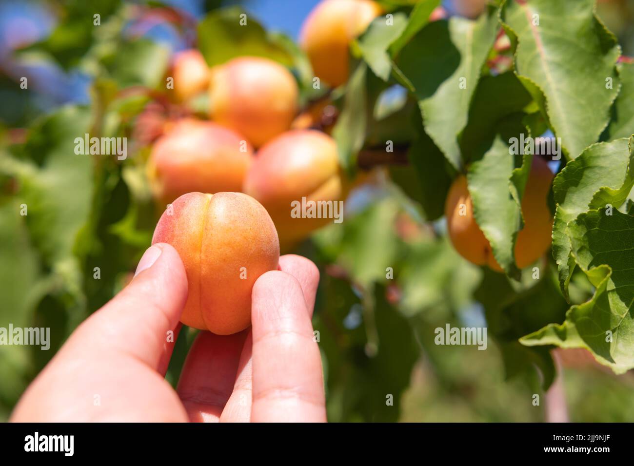 Uomo che raccoglie o raccoglie albicocche da albero in estate in un frutteto. Frutta che produce concept foto. Foto Stock