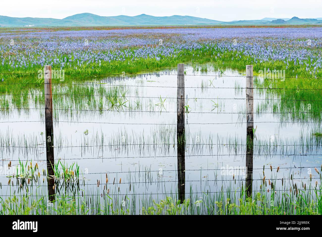 Idaho fiori selvatici e recinzione in una palude piena d'acqua Foto Stock