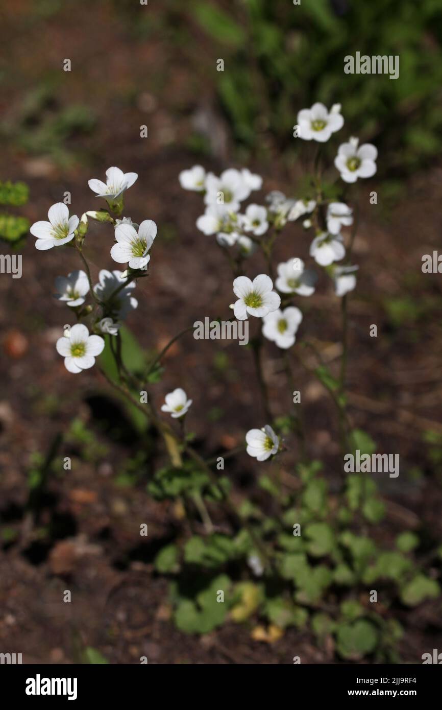 Sassifrage prato (Saxifraga granulata) fiore bianco in fiore in un giardino botanico, Lituania Foto Stock