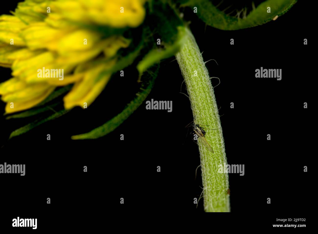 Un insetto afide adulto sul peduncolo del fiore della famiglia daisy. Gli afidi stanno succhiando la peste che succhia il sap della cellula dalla pianta e problematico alla pianta. Foto Stock